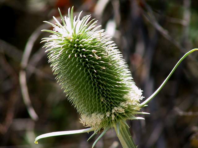 teasel