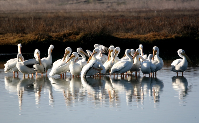 pelicans