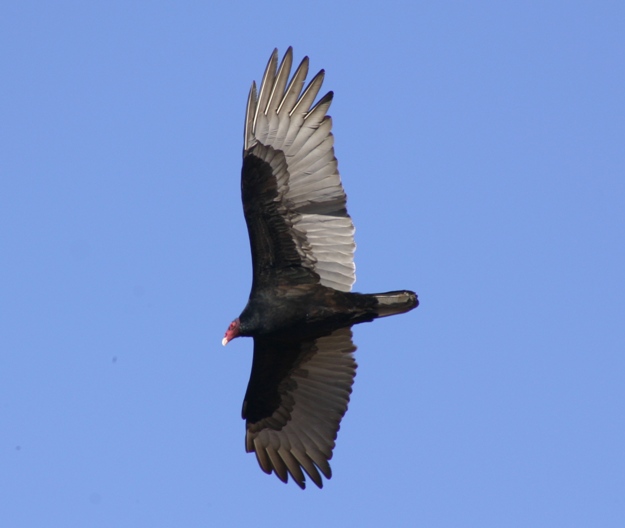 turkey vulture