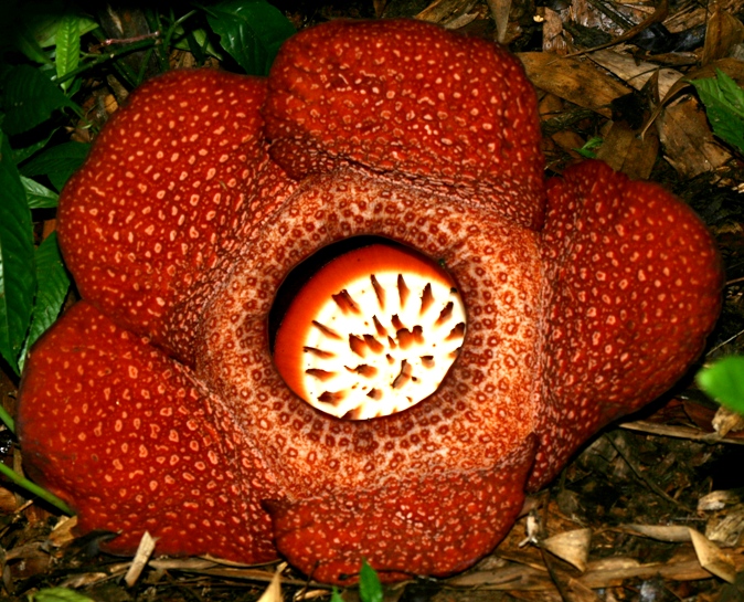 rafflesia