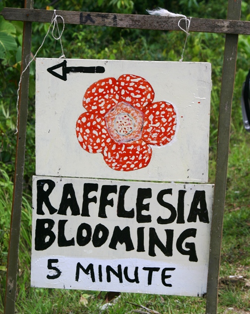 rafflesia