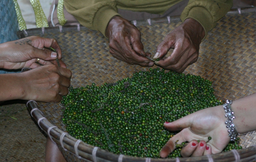 sorting pepper