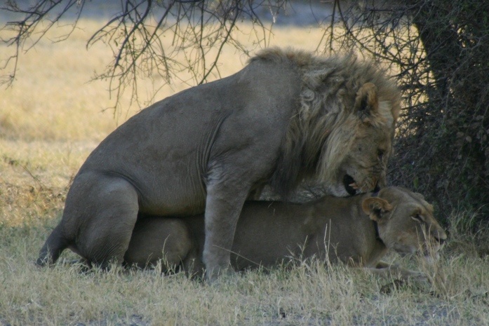 botswana