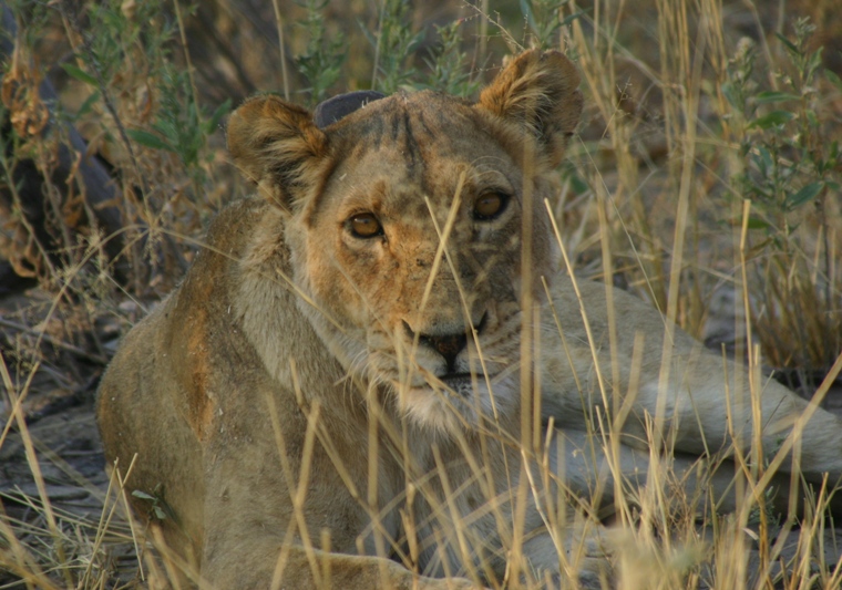 botswana