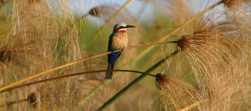 botswana