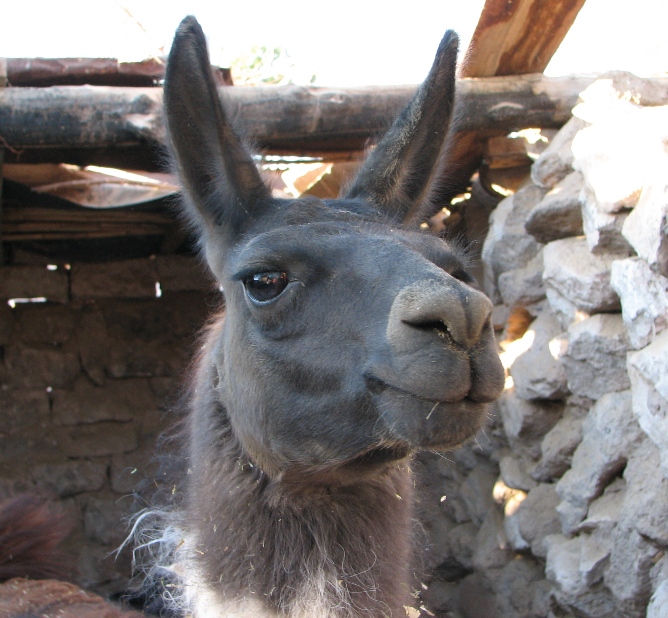 llama