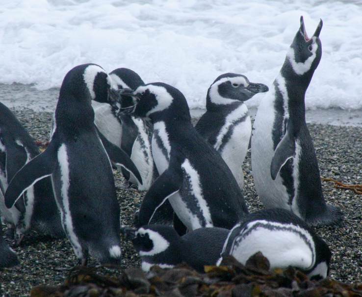 patagonia 2004