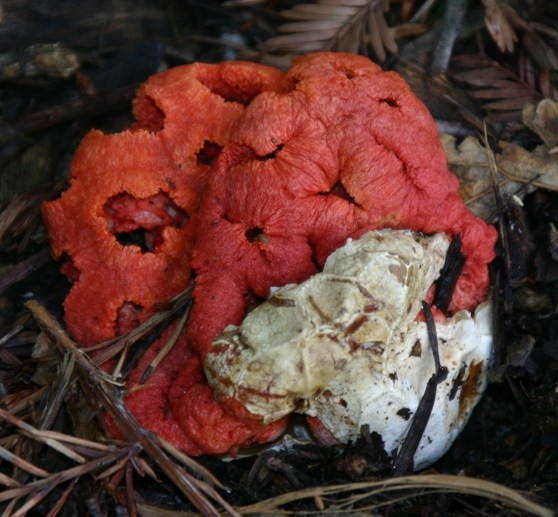 clathrus