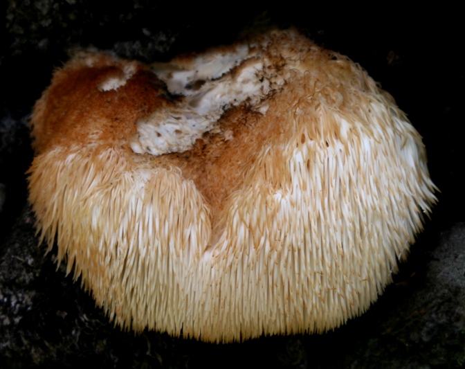 lion's mane fungus