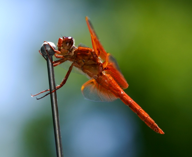 dragonfly