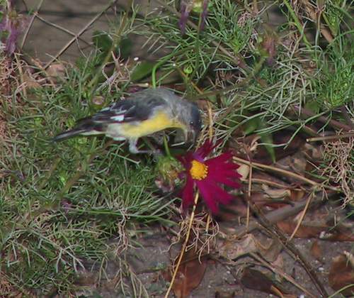 goldfinch