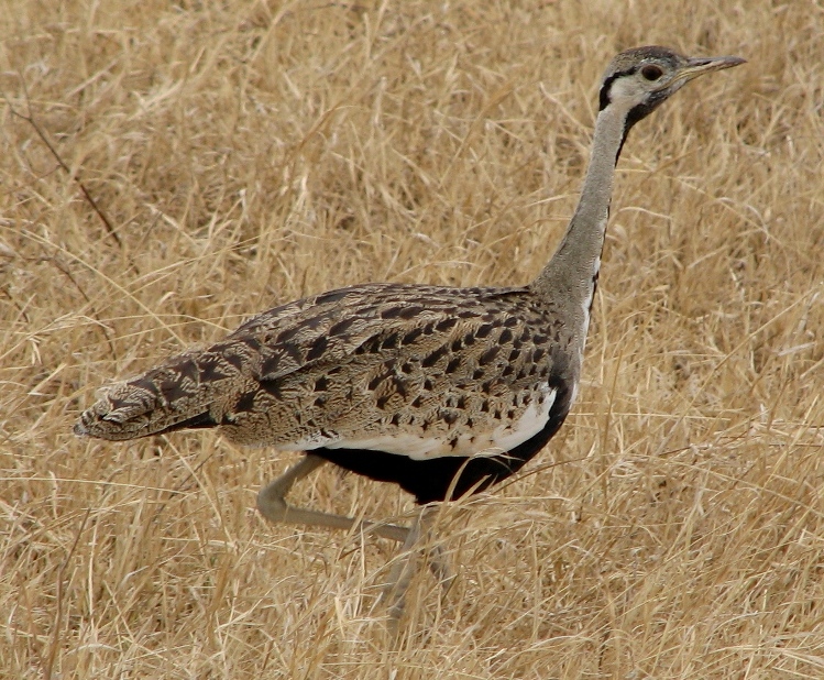 bustard