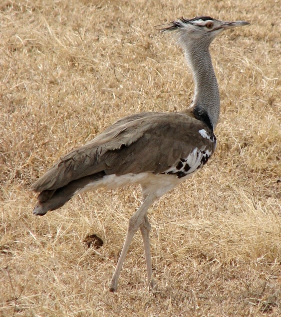 Kori bustard