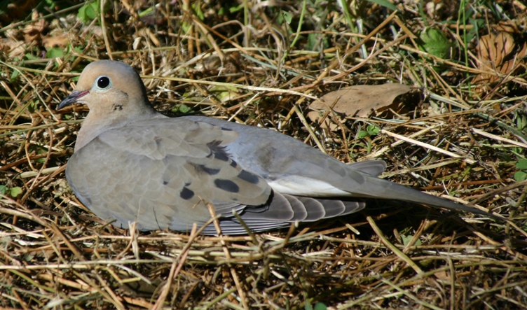 dove