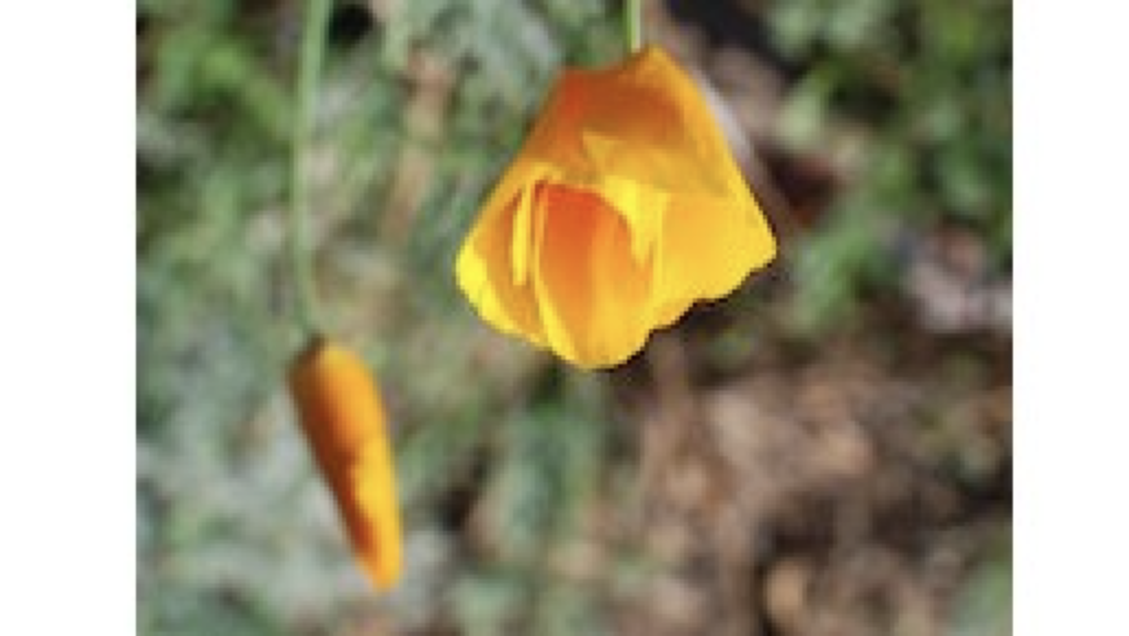 An upside down poppy flower with a 50 pixel white border on the left and right side of the image.