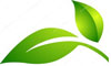 Natural Transitions leaf logo