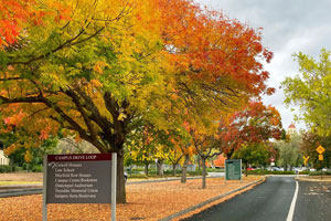 Stanford Fall foliage