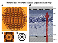 Photovoltaic Array and In Vitro Experimental Setup