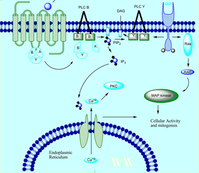 chembiodraw
