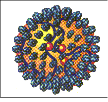 Bunyaviridae Virus