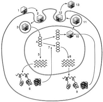 Fields Virology