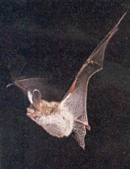 Picture of bat wing