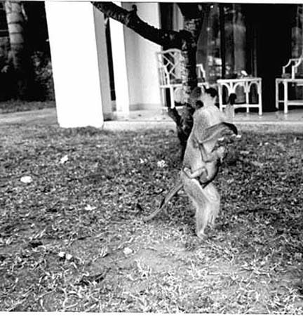 monkey