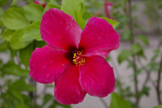 F