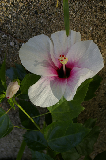 F9991