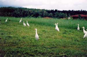 cattle egrets