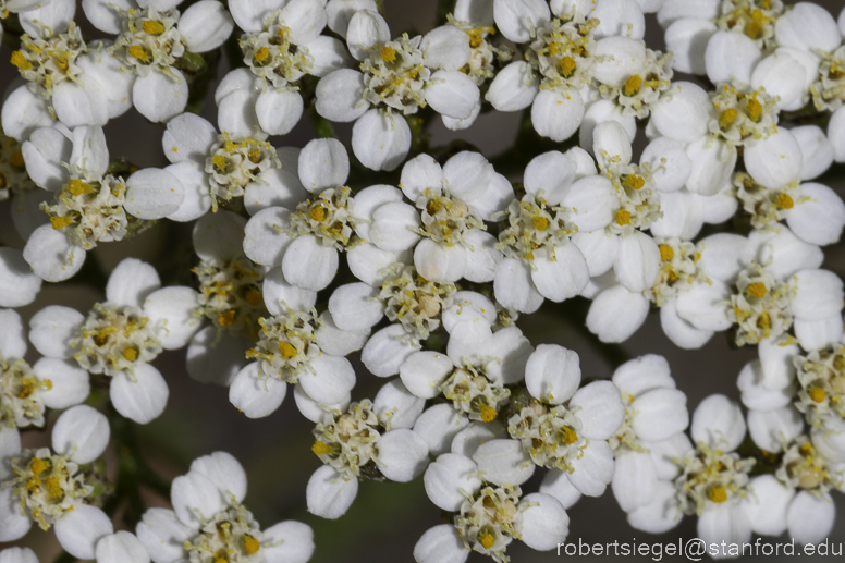 Achillea 'Oertel's Rose' (Yarrow) - Sunnyside Gardens