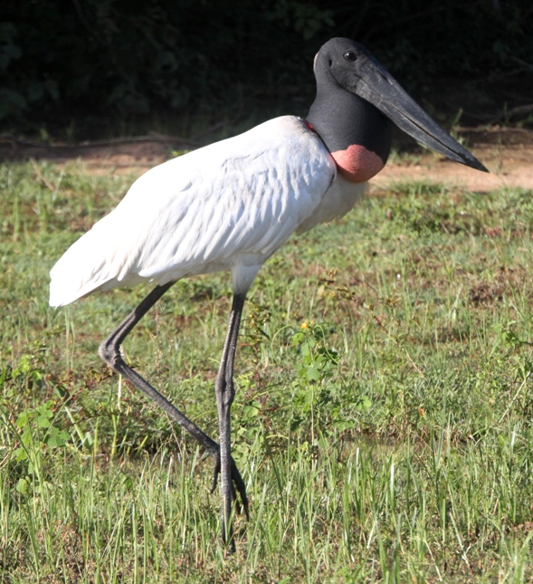 Pantanal 2011