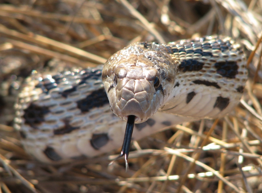 gopher snake