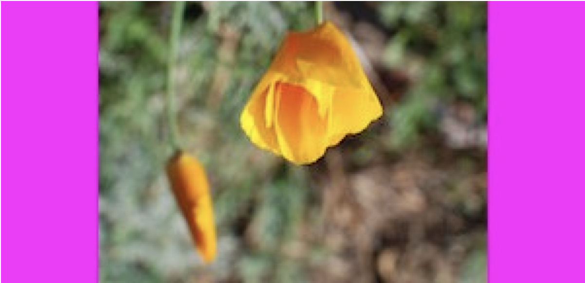 An upside down poppy flower with a 50 pixel magenta border on the left and right side of the image