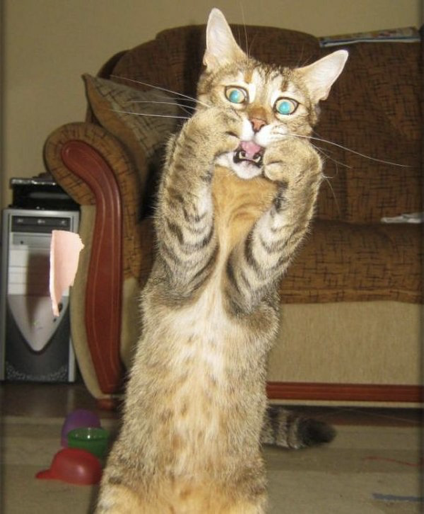 An image of a terrified cat, with its paws over its mouth, and big, wide eyes
