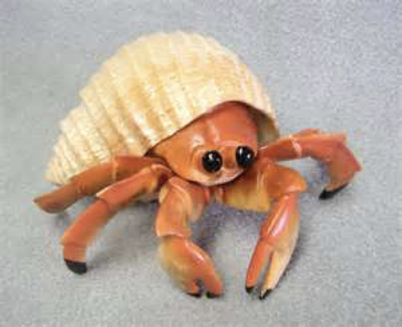 An image of a hermit crab