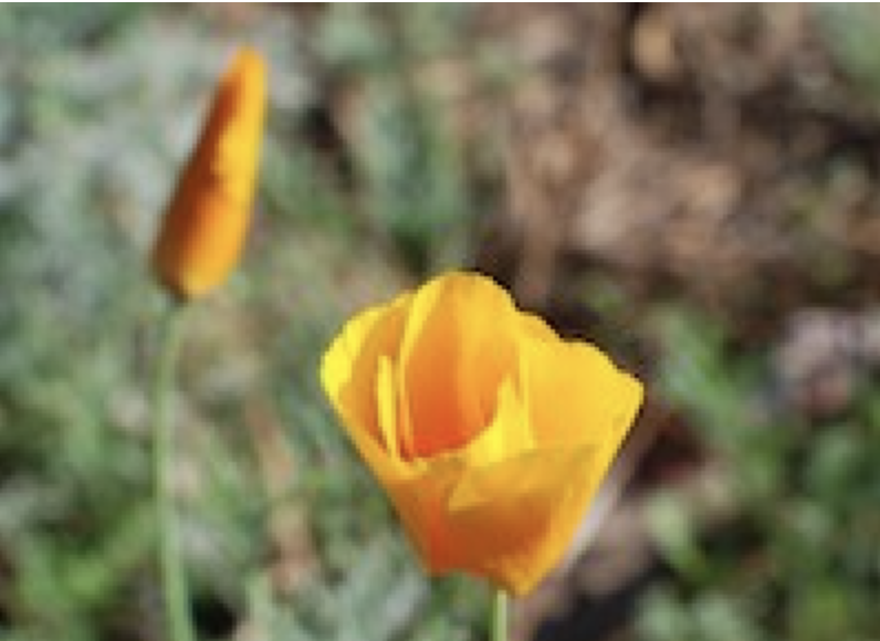 An orange poppy