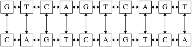 Two strings of nucleotides, each represented as a doubly linked list. Each nucleotide in the top string is doubly linked to the nucleotide at the same position in the bottom string. The top string starts with G T C and the bottom string starts with C A G.