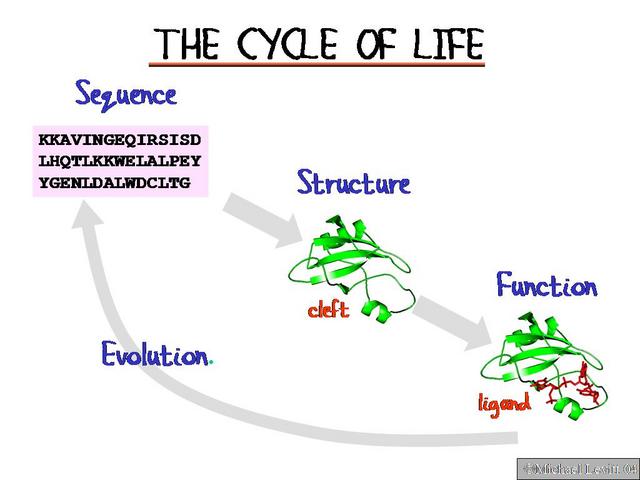 The_Cycle_of_Life
