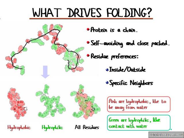 What_Drives_Folding