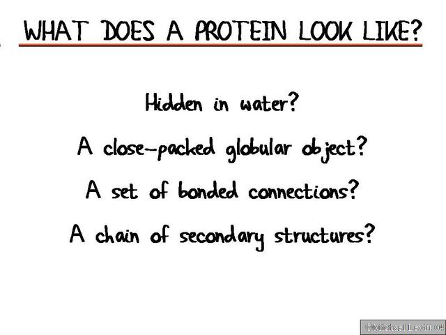 What_Does_a_Protein_Look_Like