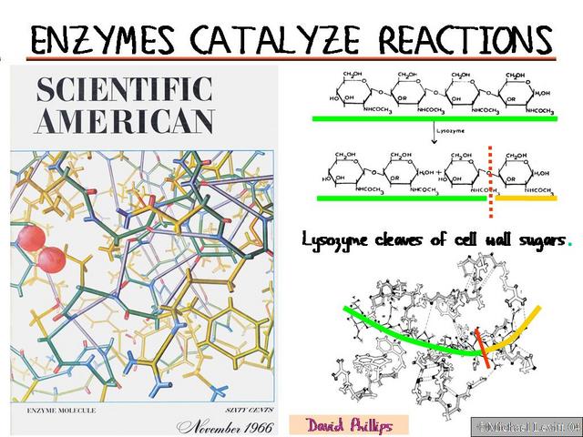 Enzymes_Catalyze_Reactions
