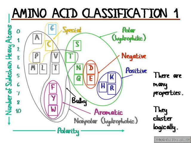 Amino_Acid_Classification_1