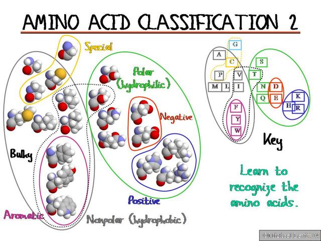 Amino_Acid_Classification_2