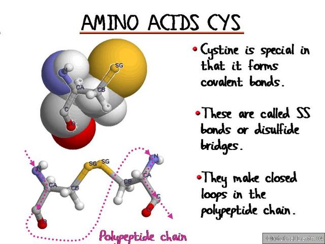 Amino_Acids_Cys