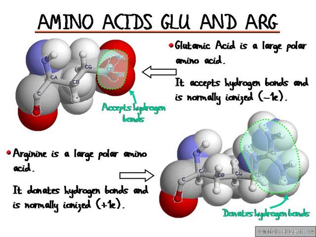 Amino_Acids_Glu_and_Arg