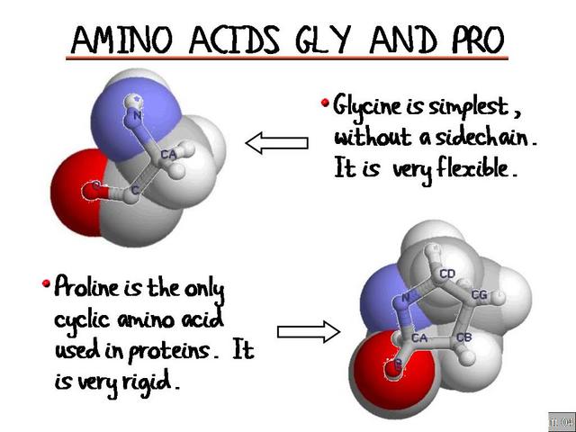 Amino_Acids_Gly_and_Pro