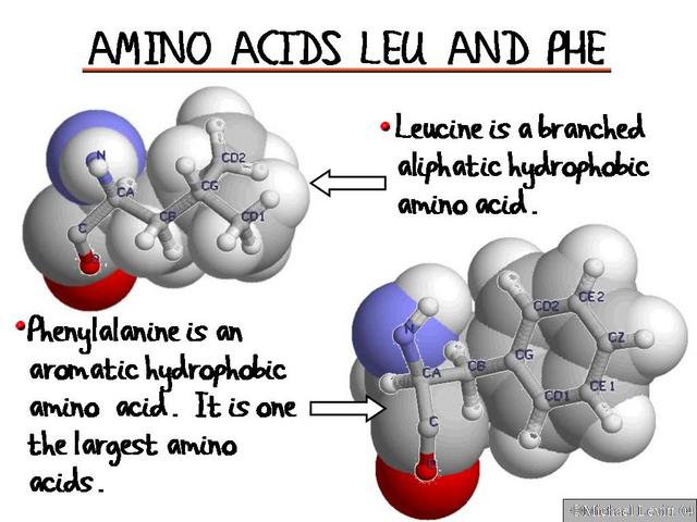 Amino_Acids_Leu_and_Phe