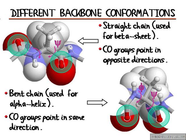 Different_Backbone_Conformations