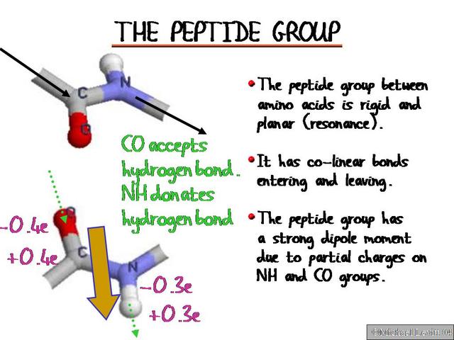 The_Peptide_Group